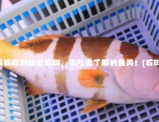 石斑鱼种类：从大眼石斑到红点石斑，你所需了解的鱼类！(石斑鱼种类名称及图片)