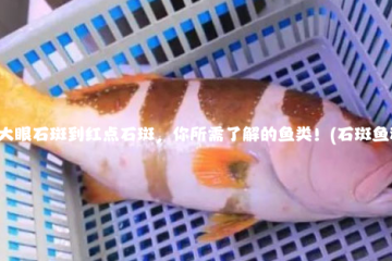 石斑鱼种类：从大眼石斑到红点石斑，你所需了解的鱼类！(石斑鱼种类名称及图片)